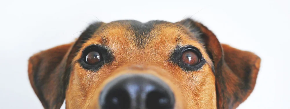 The household pet has been a victim of the housing crisis as many families have been forced to give up dogs. The new proposal is fair and reasonable as the problems arise from the tenants rather than the dog.